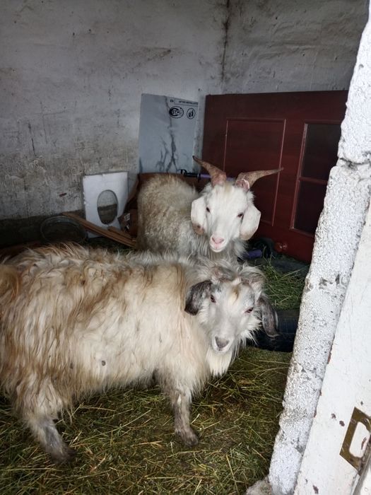 Бордақы теке лақтар 1-жасар