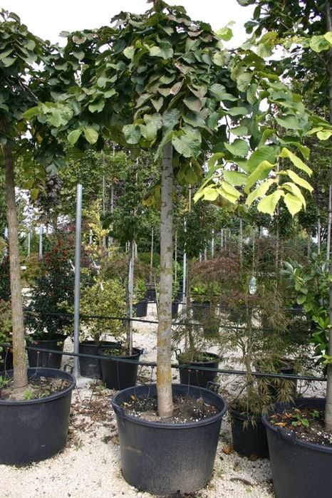 Вяз обычный , вяз пенбула