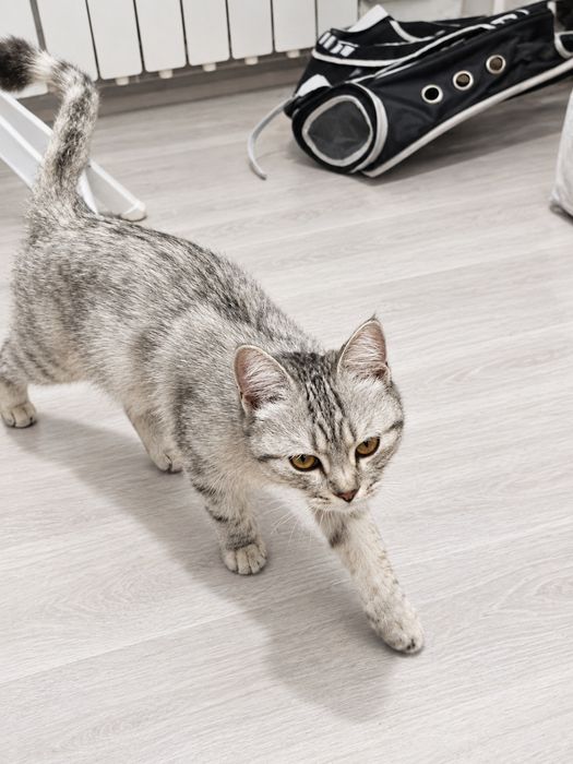 Ласковая девочка кошечка ищет любящую семью!