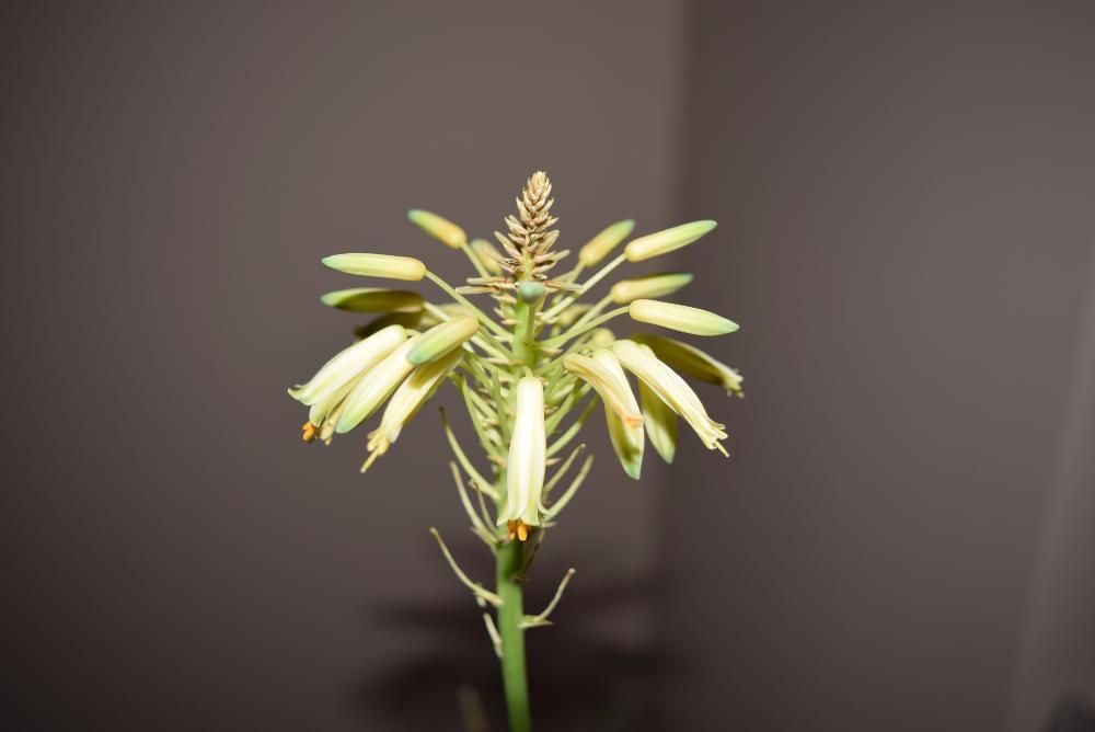 Aloe - care infloreste