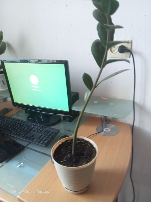 Гүлдер 4 штук метр