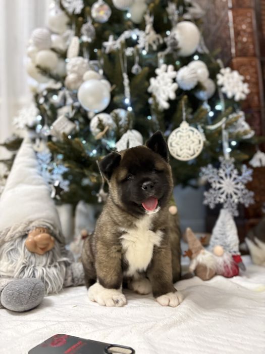 Catei American akita
