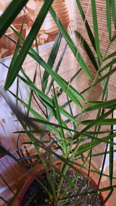 Продам пальму финиковую