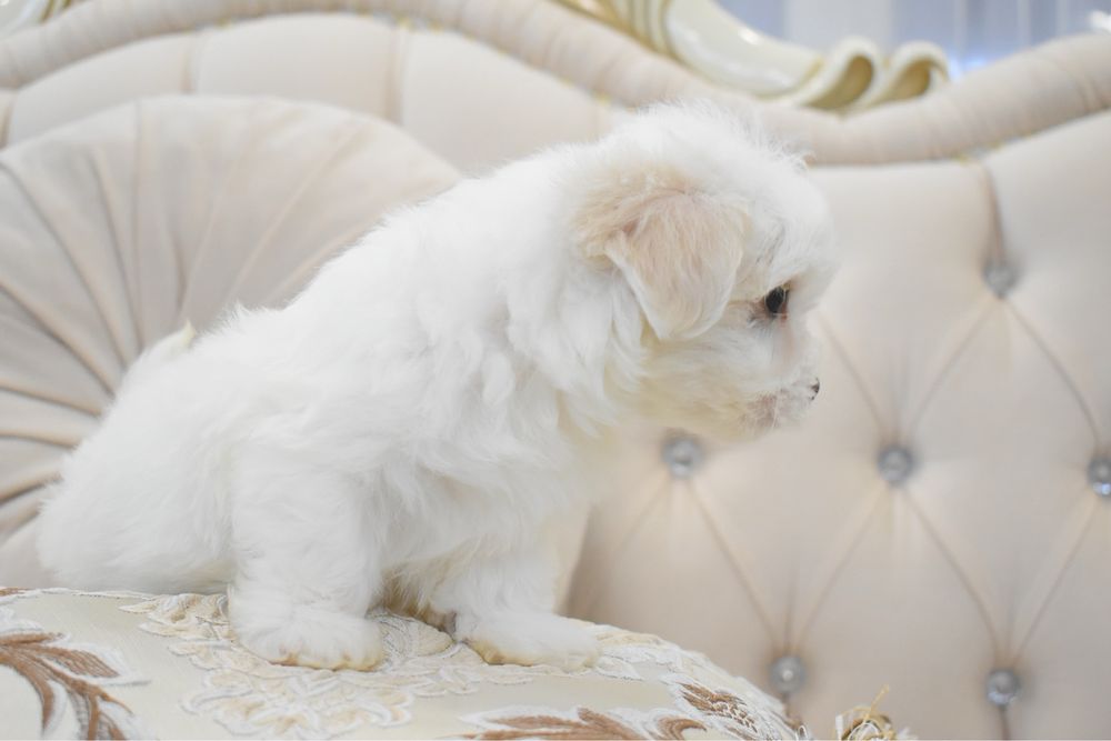 Cățel bichon maltez
