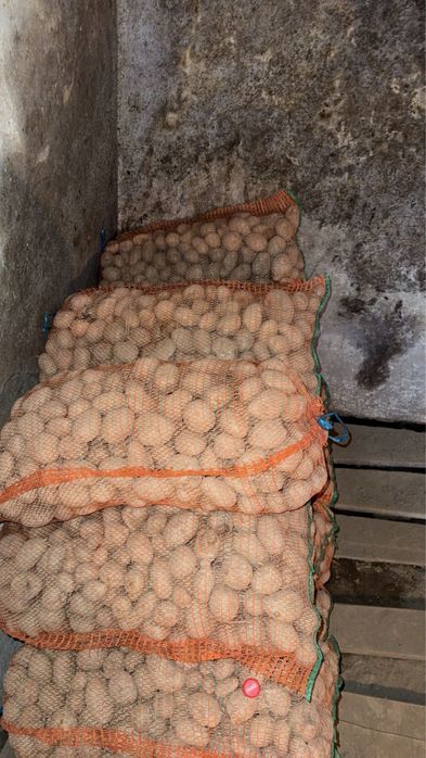 Vand cartofi de samanata