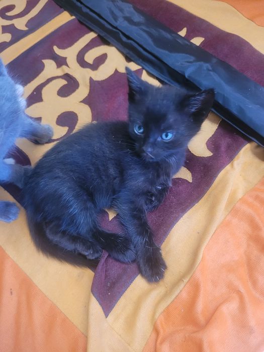 Отдам котят в добрые руки