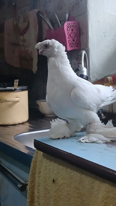 Продается Голубка гульбадамка