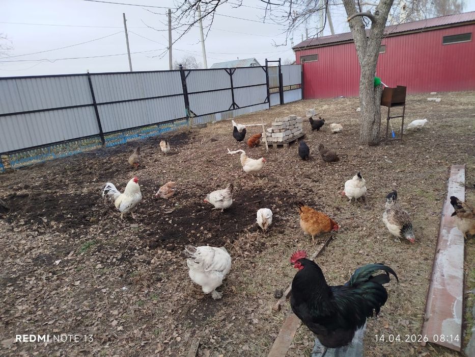 Яйца для вывода цыплят