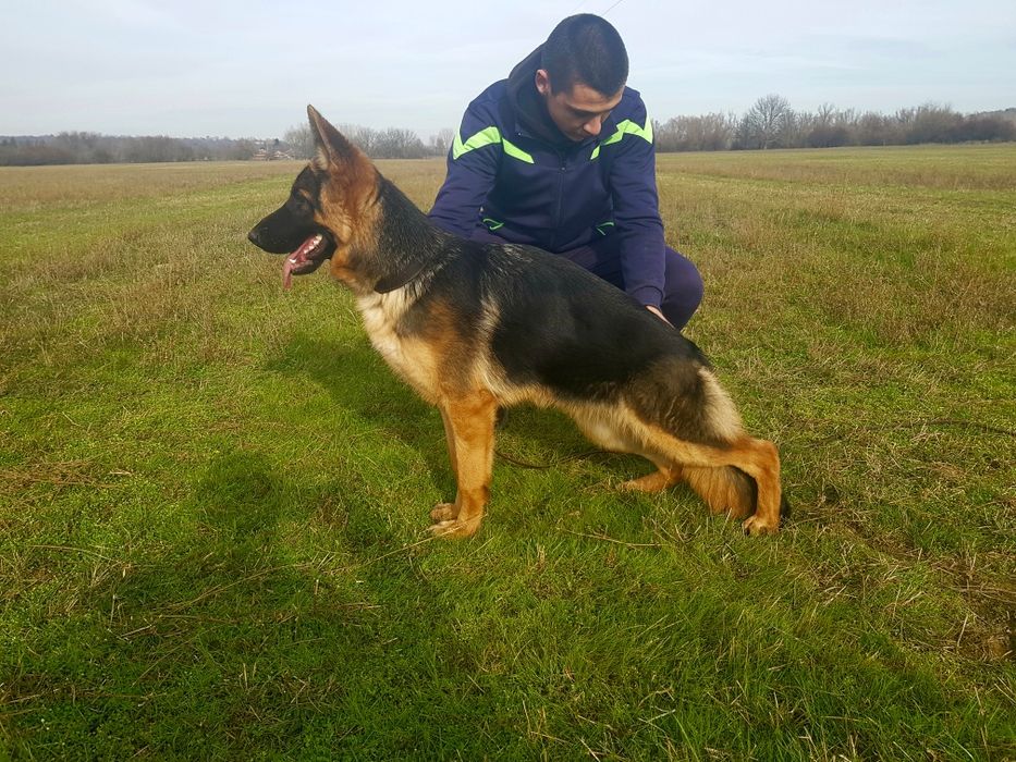 Немско овчарско куче