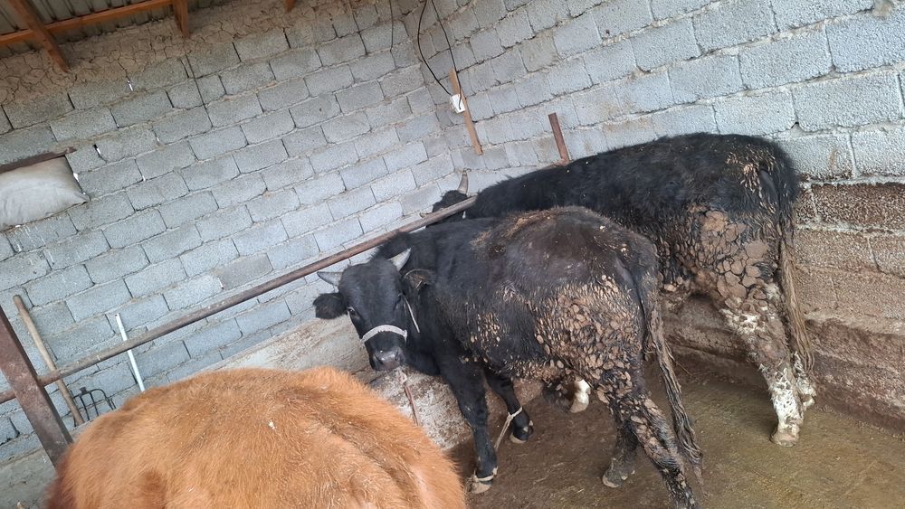 Жеті бас өгізшелер сатылады бір жерден