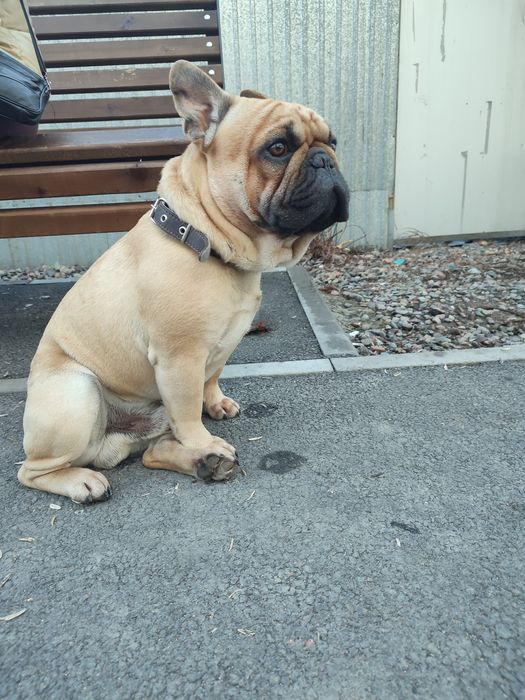 Французский бульдог для вязки