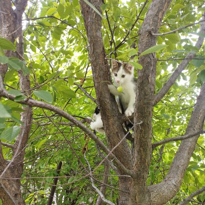Отдаём котят в хорошие руки
