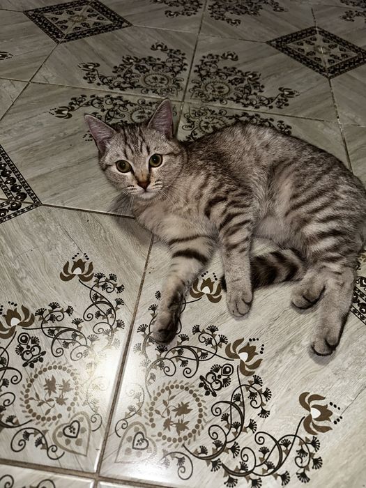 Продам шотландская кошка