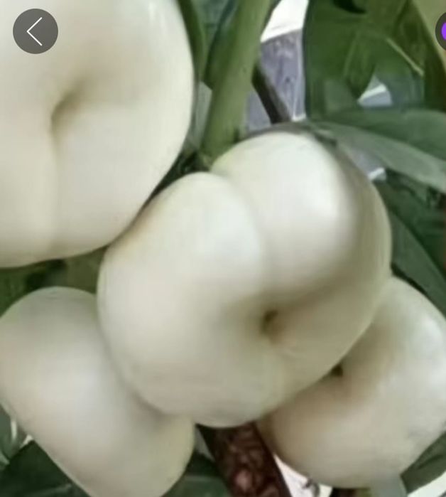 Саженцы с белыми плодами