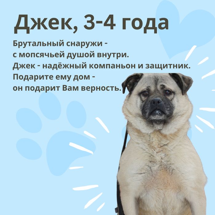 Метис Джек ищет семью!