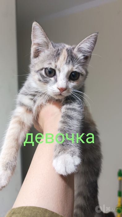 Котят оддам в добрым рукам