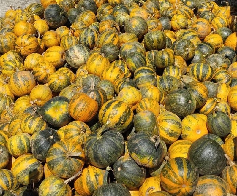 Ulei de dovleac  presat la  rece  .