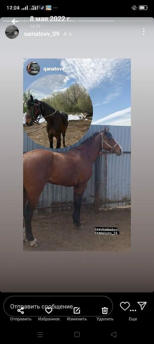 Шуғыл турде ат сатылады