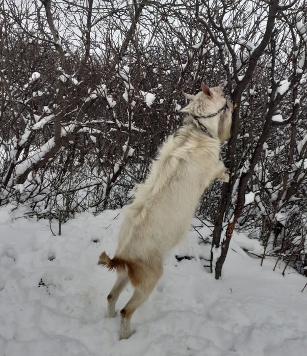 De vanzare Țap Saanen
