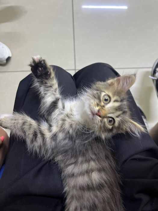 Котенок ищет добрые руки