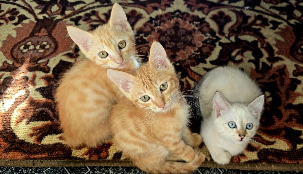 Отдам котят в добрые руки