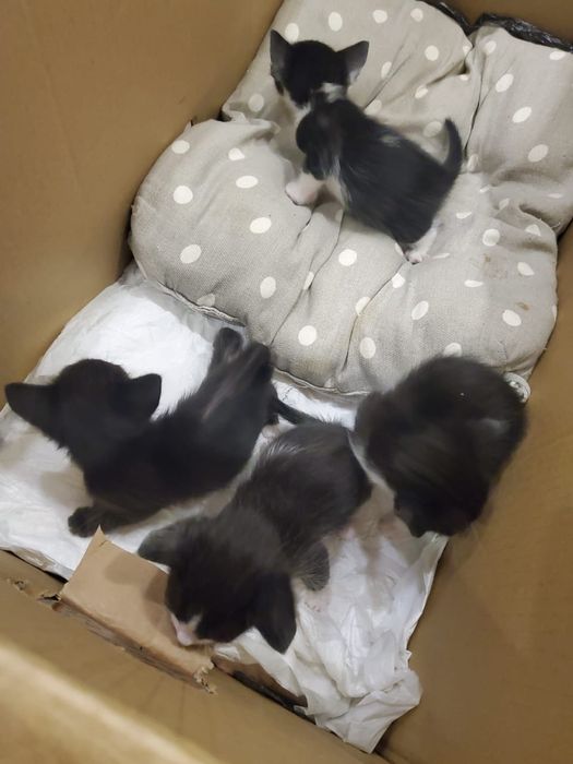 Котята отдам бесплатно