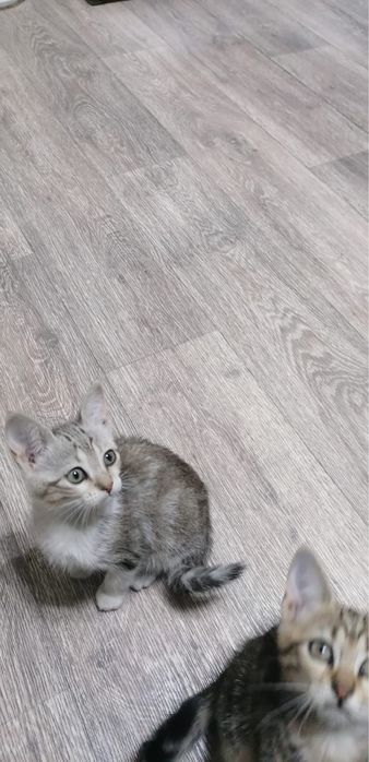 Продам породистых котят