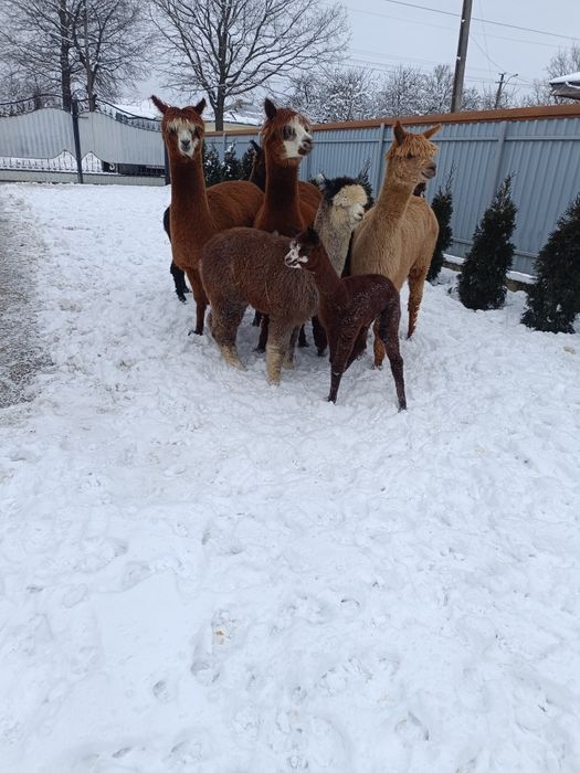 Alpaca femele și masculi