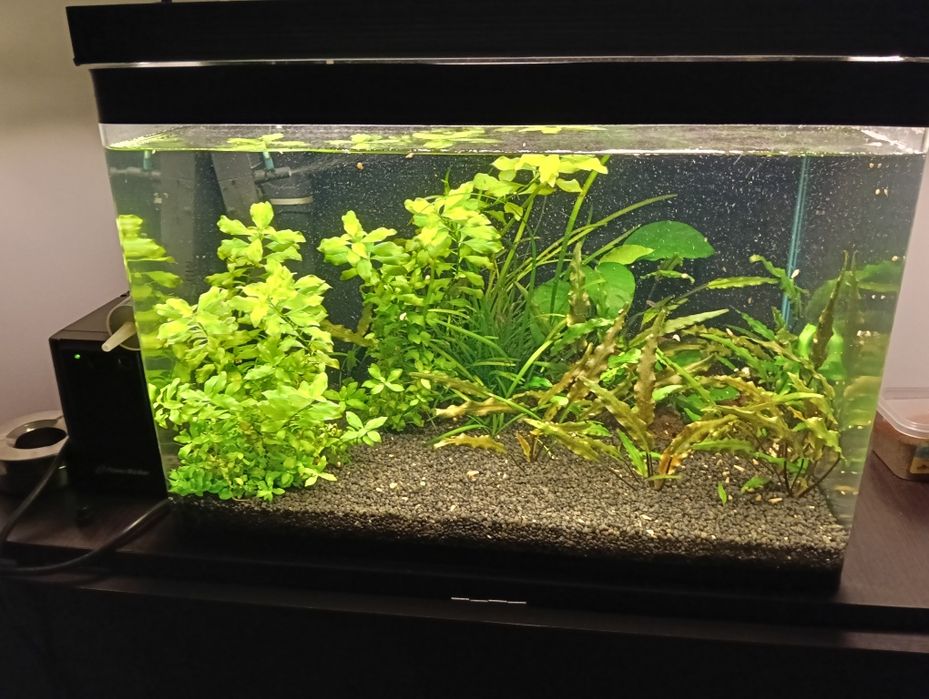Acvariu cu toate accesoriile/fertilizanți/pensete