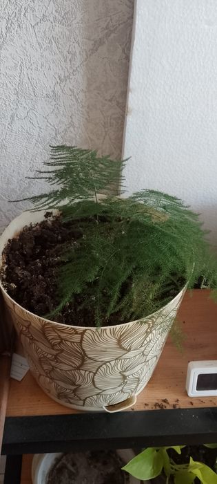 Продам цветы 2,500 за один.