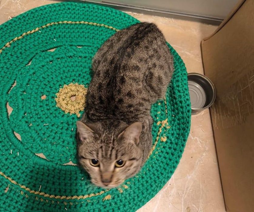 Кошка ищет семью