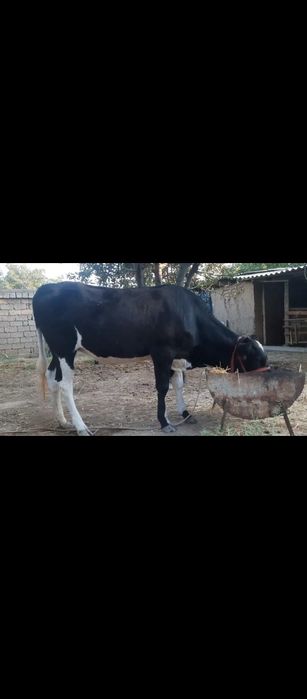 Gunajin sotiladi