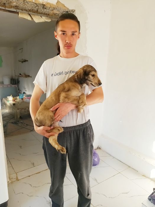 Шеньки Қырғыз Тайған