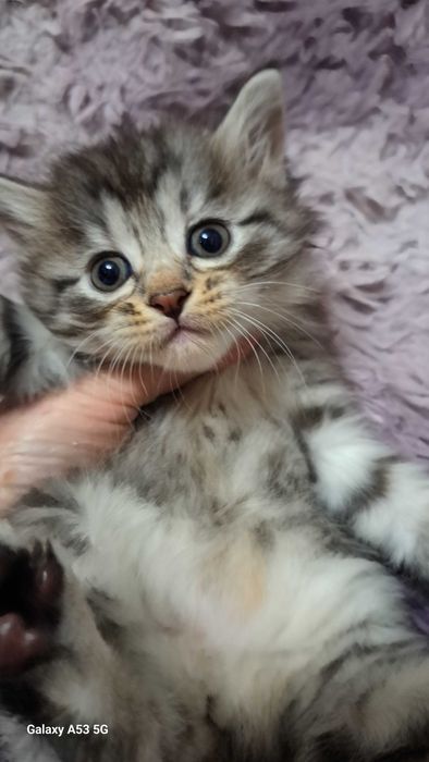 Курильский бобтейл.  Котятв