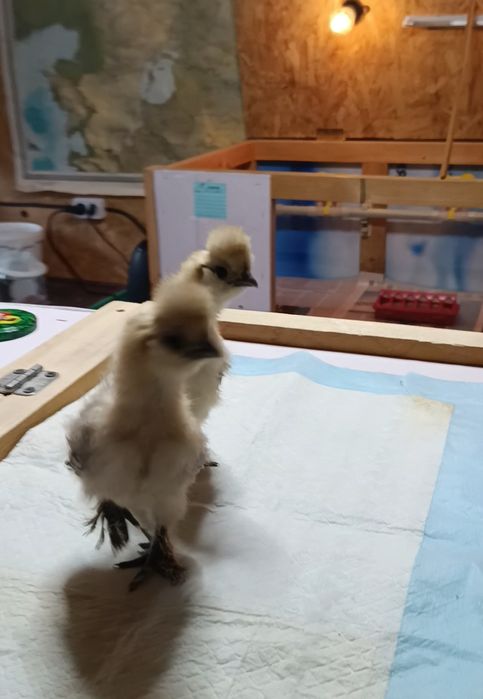 Китайская Шелковая