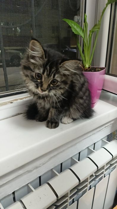 Отдам бесплатно кошечку