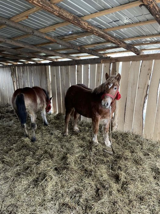 Vand doua manze de un an