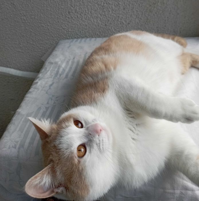 Принц на 1г. 3мес.