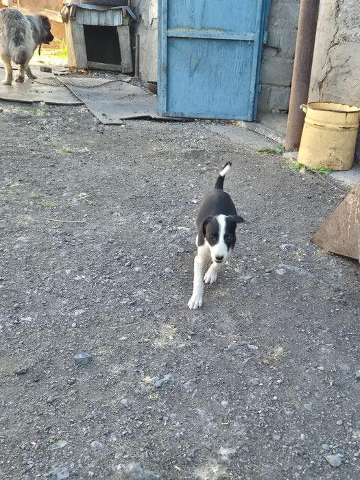 Продаю щенков Грейхауд