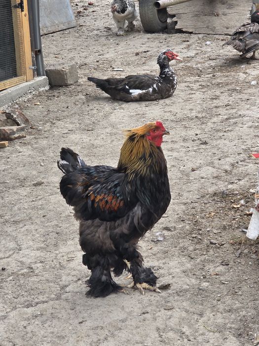 Vând gâște ,rațe mute,cocoși