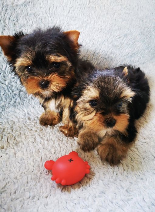 Продам щенков йорка