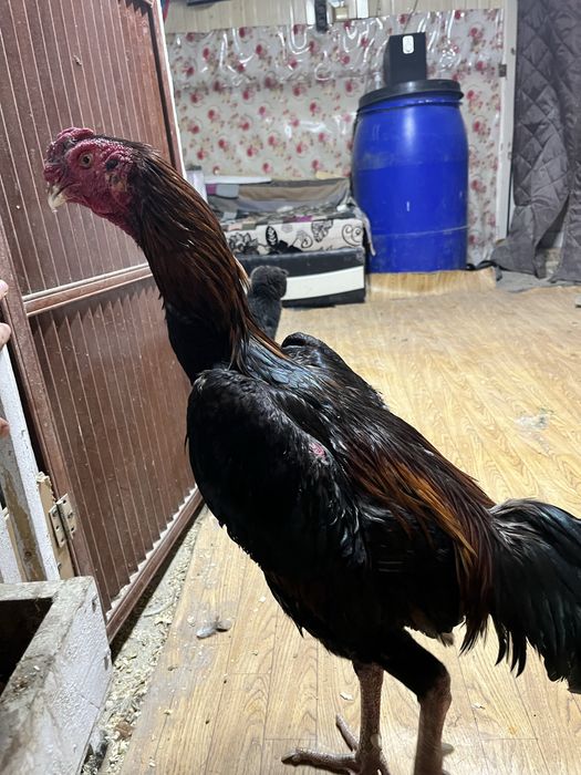 Чолпан микс попугай