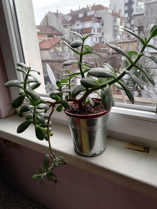 Цветето дървото на живота младо