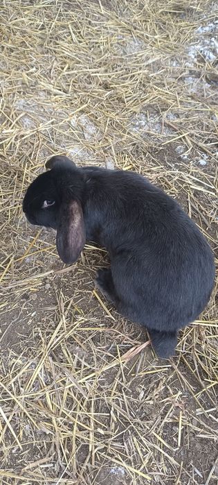 Продажа Кроликов