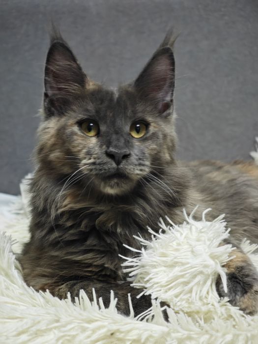 Мейн Кун девочки