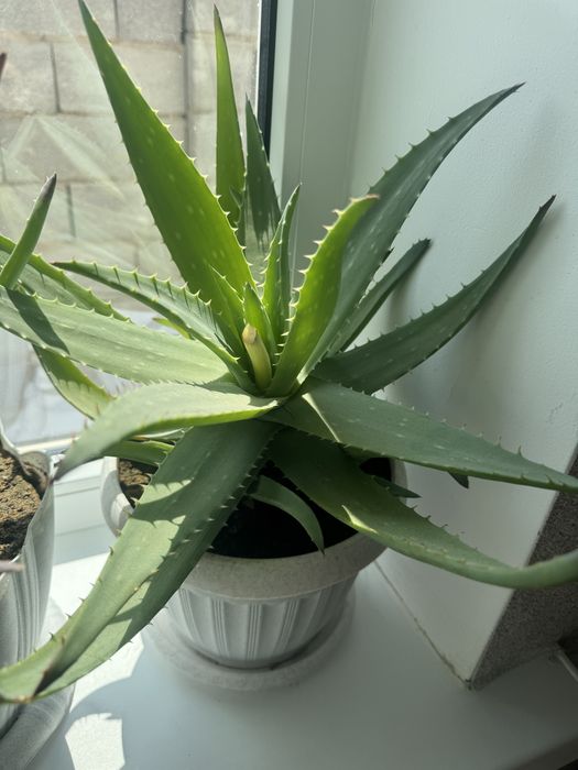 Комнатные растения