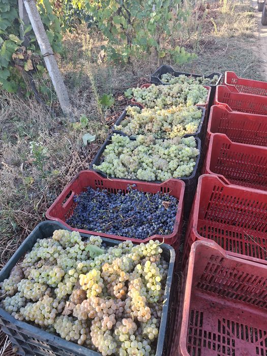 Vand struguri de vin direct de la producător