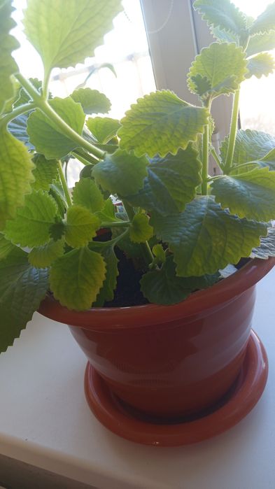 Продам комнатные цветы