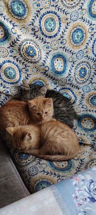 Продам котят милые игривые