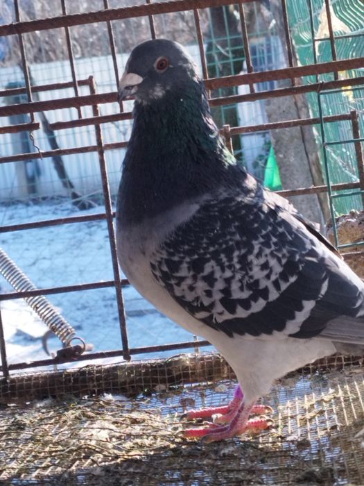 Porumbei voiajori și ornament